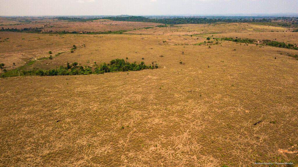 deforestazione in amazzonia