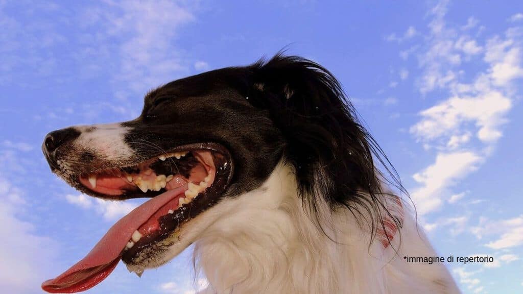 cane con la bocca aperta