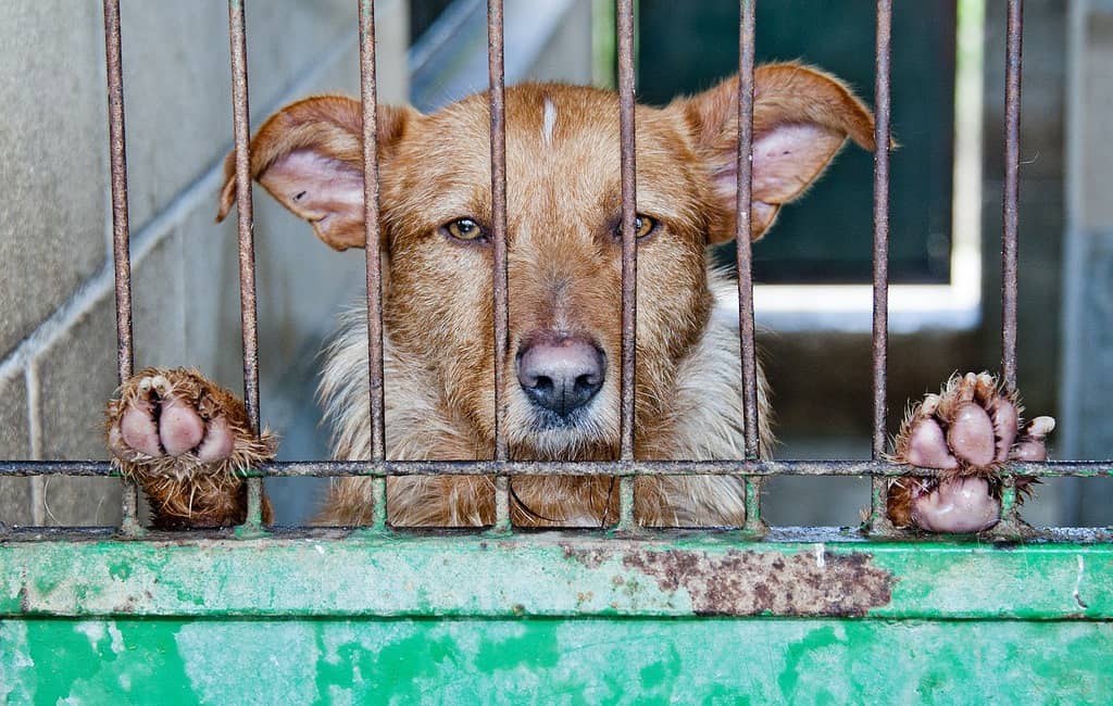 cane dietro le sbarre