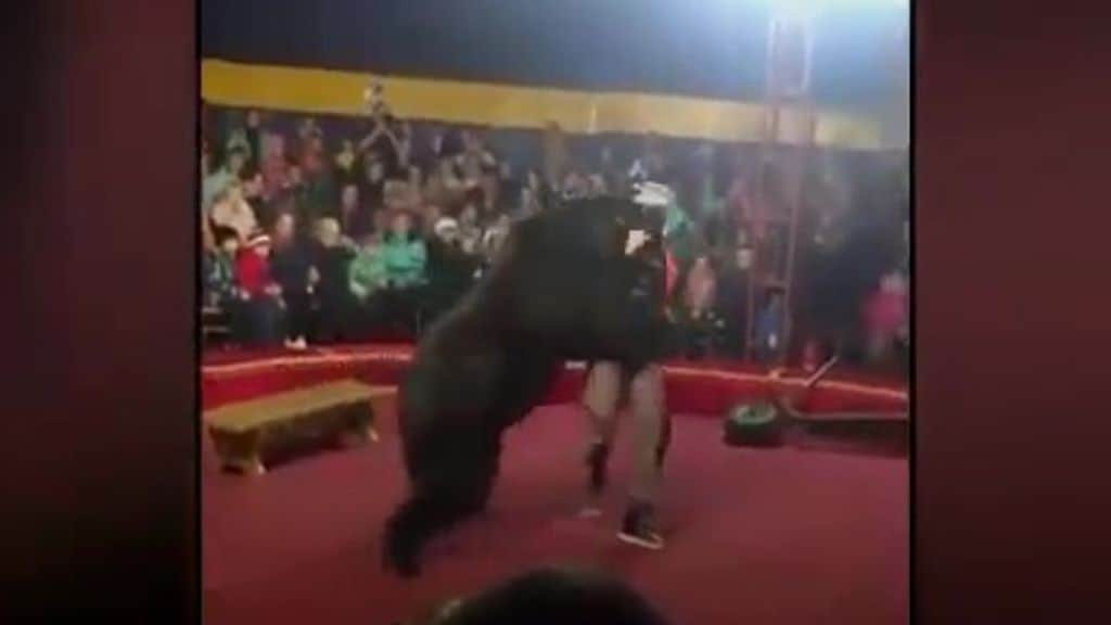 Fermo immagine del video di un orso che aggredisce il domatore