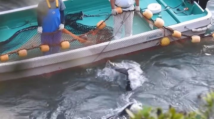 delfini, Taiji