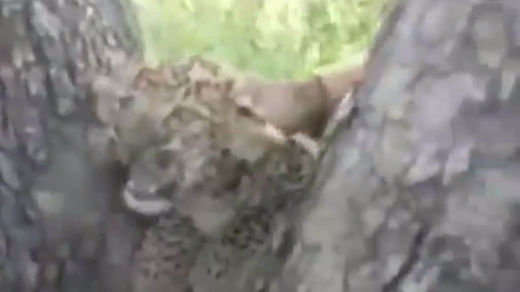 cucciolo di leopardo maltrattato