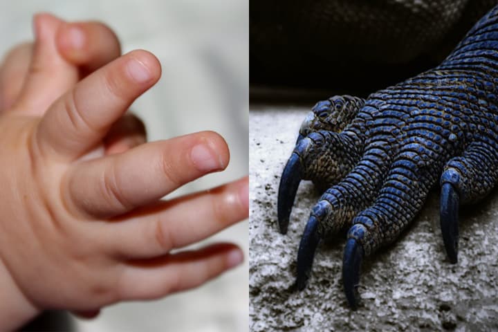 Mani umane e rettili