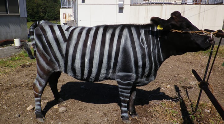 Mucca dipinta a zebra
