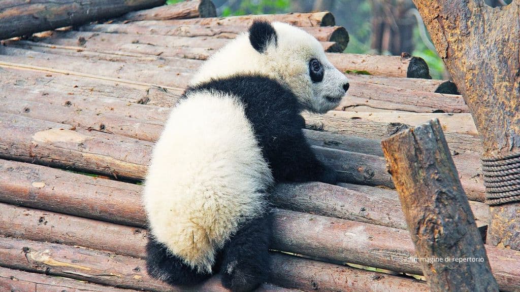 un piccolo panda