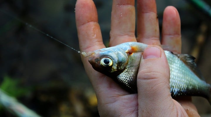 pesce, dolore