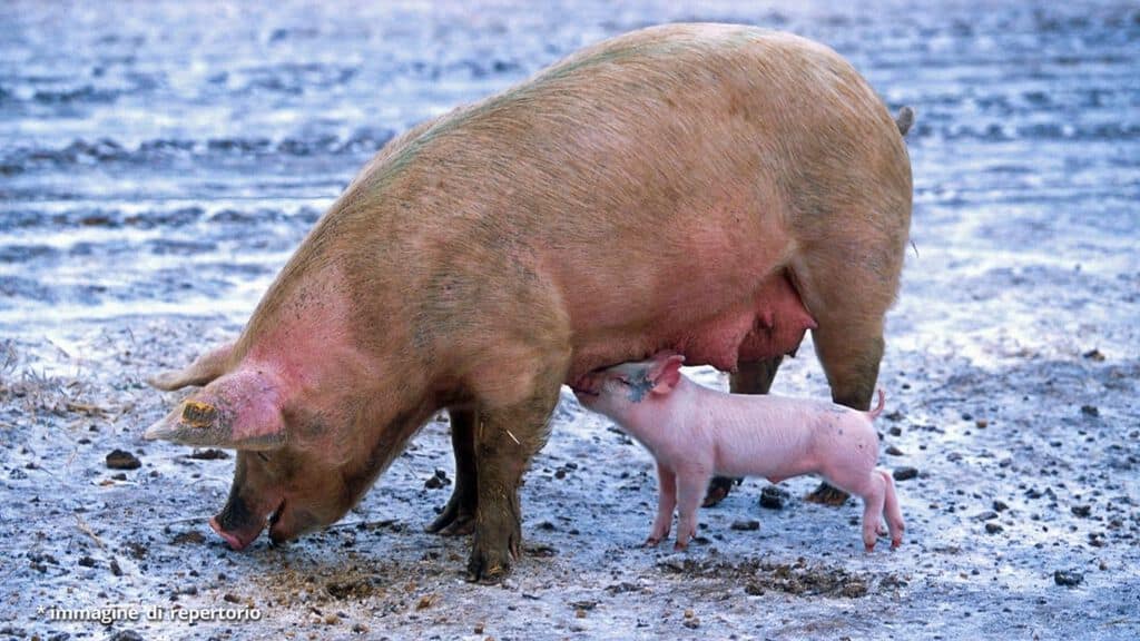 una scrofa con il suo piccolo