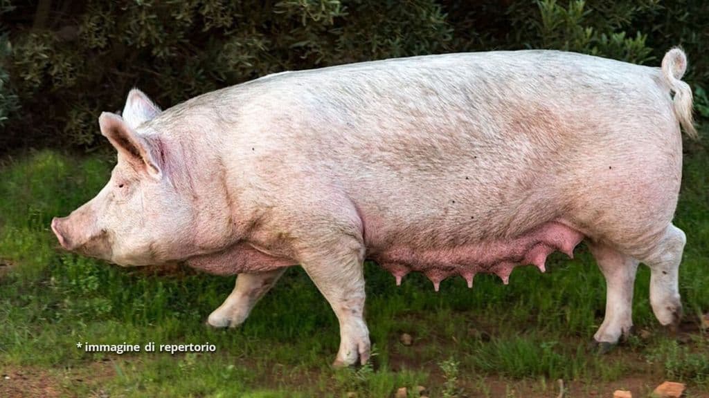 scrofa