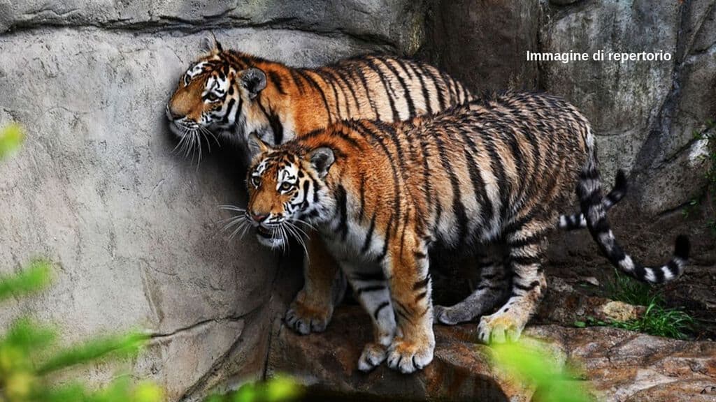 86 tigri delle 147 salvate nel 2016 dal Tiger Temple thailandese sono morte. Si riaccendono le polemiche sul maltrattamento dei maestosi felini al tempio degli orrori (Immagine di repertorio)