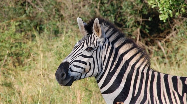 zebra