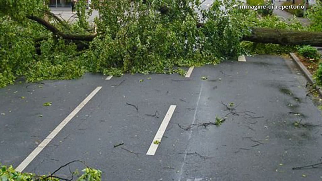 albero caduto su strada
