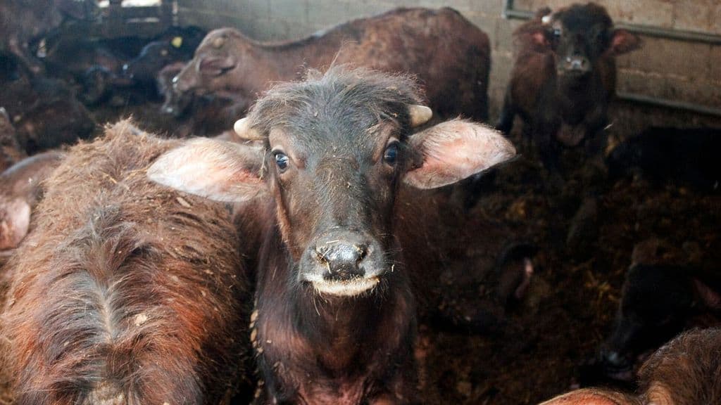 Dietro le quinte della mozzarella di bufala: Animal Equality smaschera l’eccellenza italiana