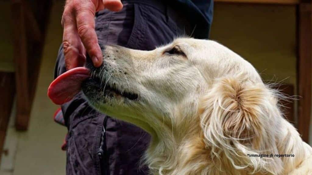 un cane che lecca la mano di un uomo