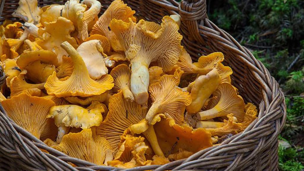 cestino di funghi