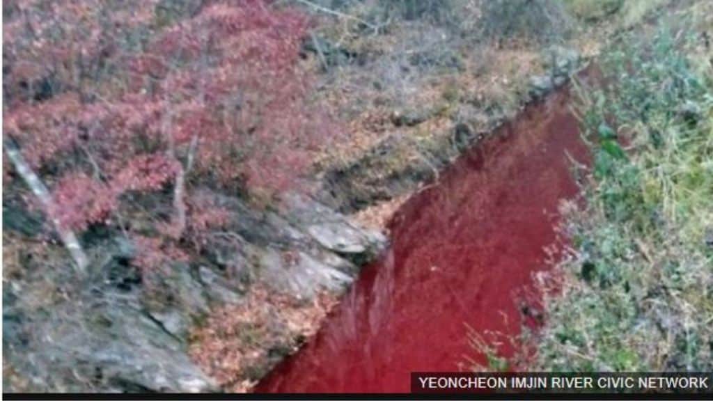 Un fiume coreano è diventato rosso a causa del sangue di 47mila maiali, abbattuti dalle autorità per frenare un’epidemia di peste suina. Nel 2019 5 milioni di morti in tutta l'Asia (Foto: YEONCHEON IMJIN RIVER CIVIC NETWORK)