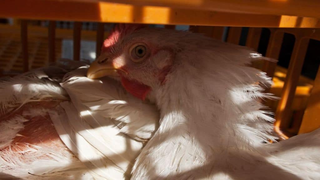 Il calvario dei polli nei macelli artigianali: la nuova denuncia di Animal Equality