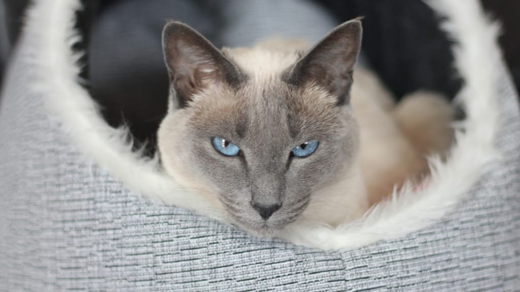 gatto siamese cuccia