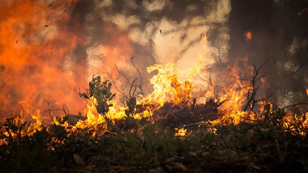 incendio in una foresta