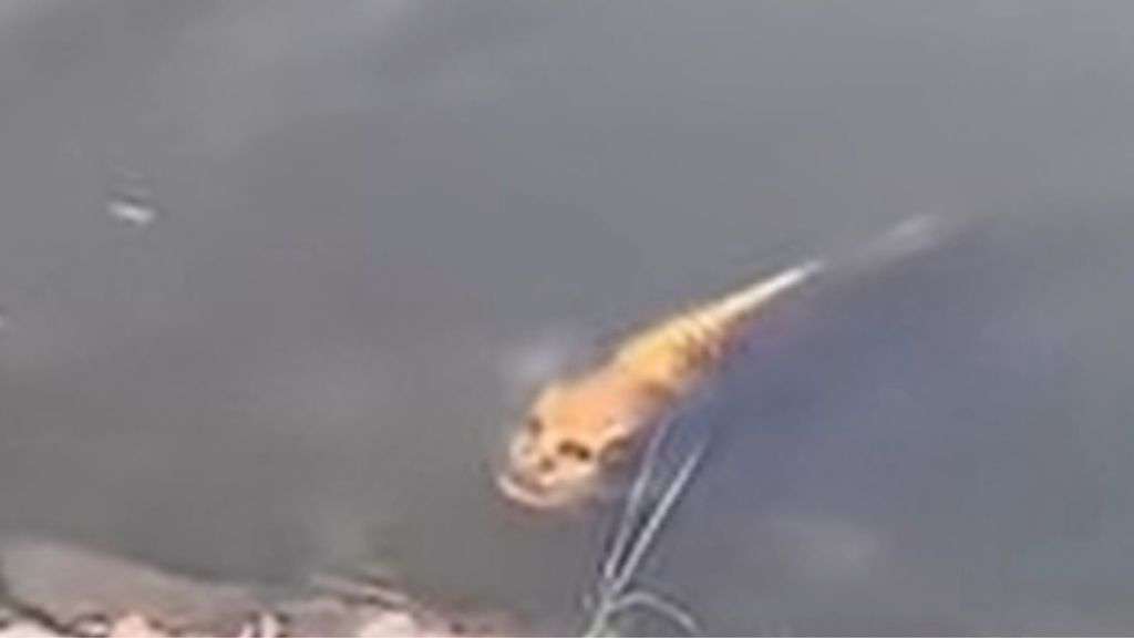 Pesce dal volto umano