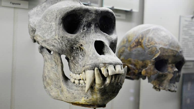 Anello Di Congiunzione Tra Uomo E Scimmia