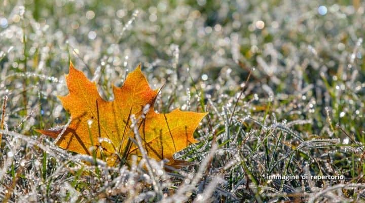 Brina su un prato in autunno