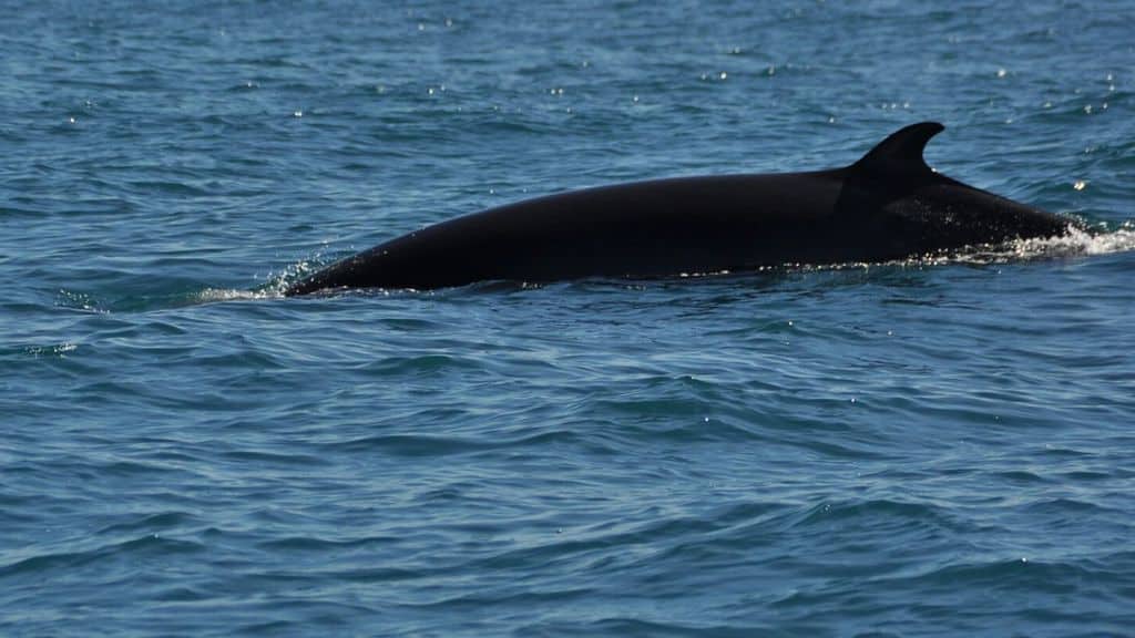 balenottera in mare