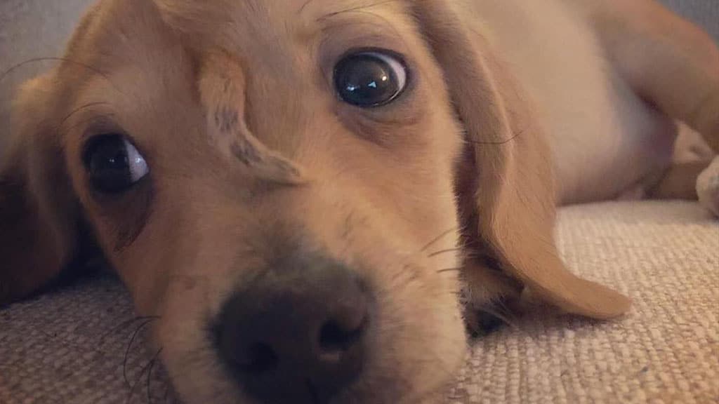 cane unicorno