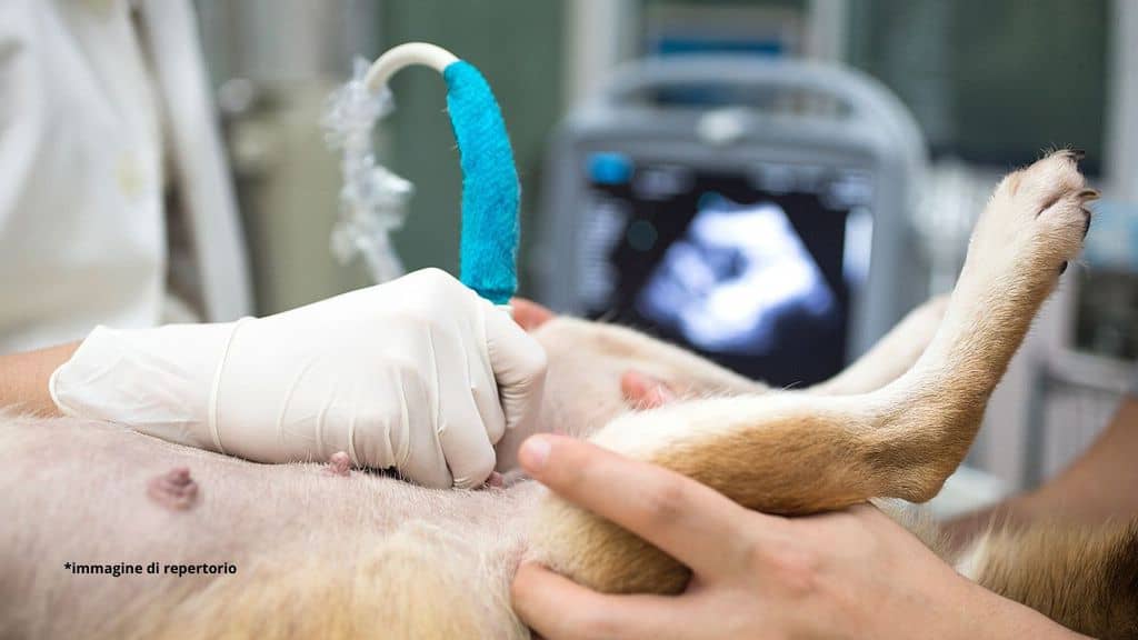 cane dal veterinario