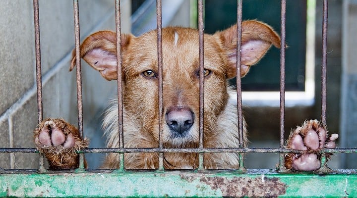 tutela ambient e animali in costituzione