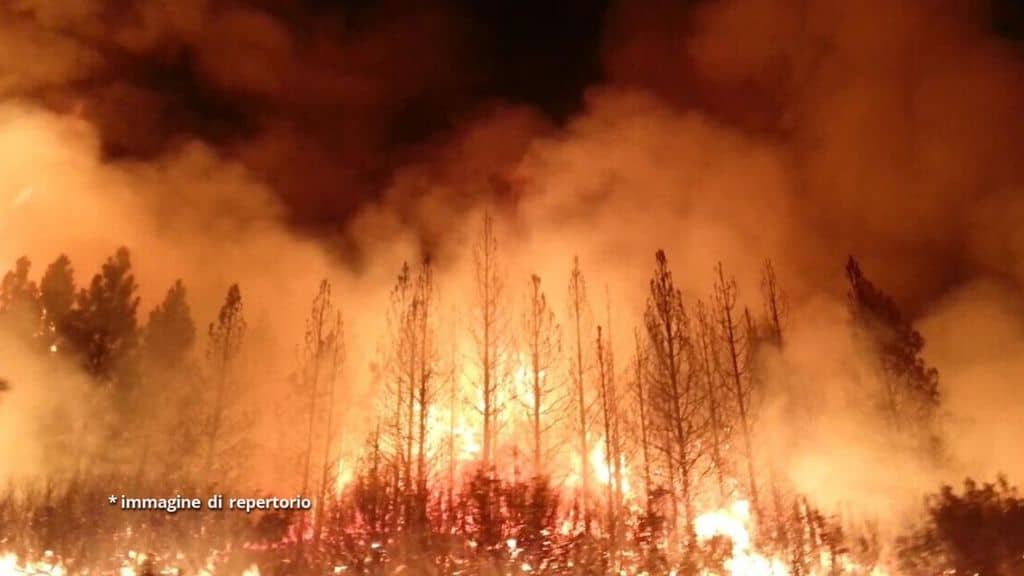 foresta in fiamme