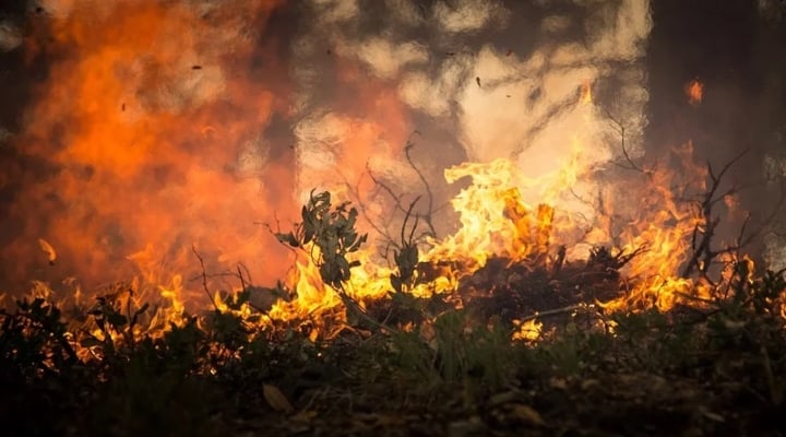 incendio in una foresta