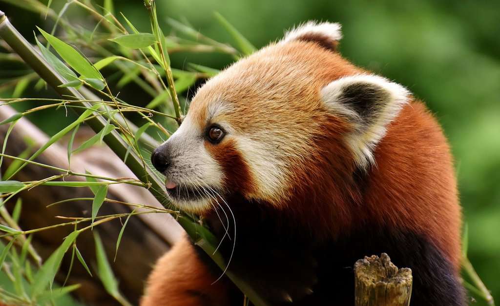 panda rosso su albero
