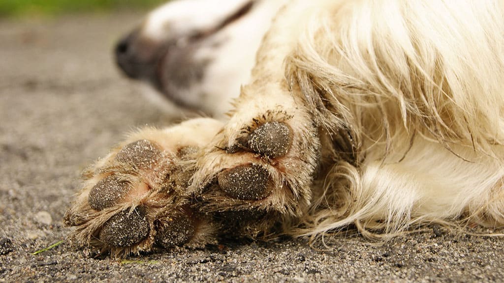 zampe di un cane a terra