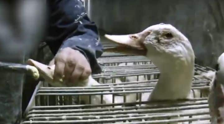 Foie gras: la terribile tortura subita da anatre ed oche ripresa in un video