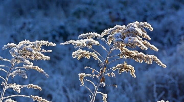 Brina d'inverno