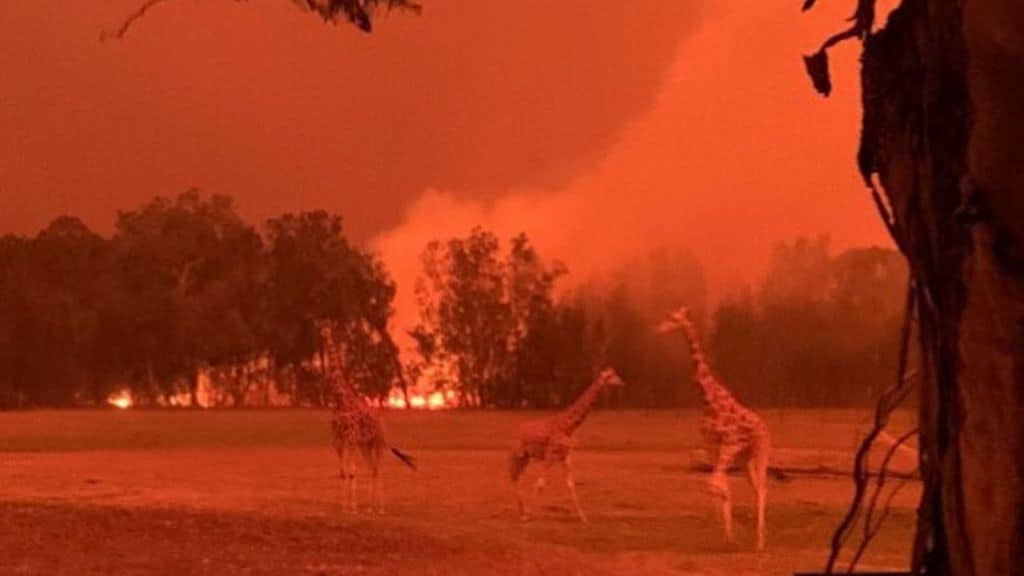 L’Australia brucia da 4 mesi, mezzo miliardo di animali e 24 persone morte: proteste contro la gestione della crisi da parte del governo negazionista di Scott Morrison (Foto Facebook Zookeeper Chad)