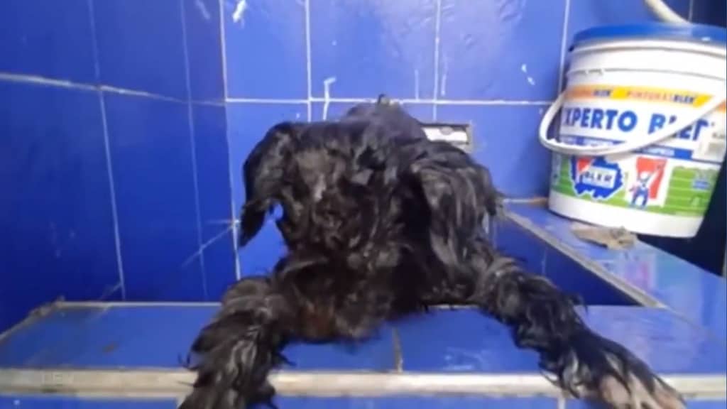 Un estratto video del cane abbandonato con gli occhi incollati