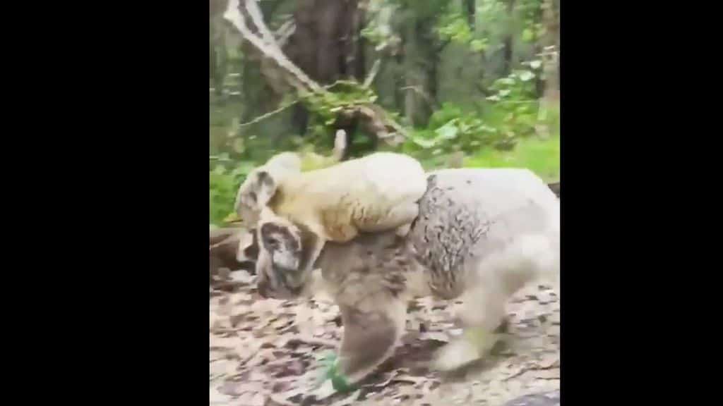 koala australia