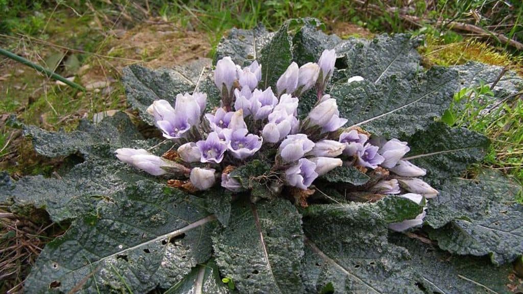 mandragora