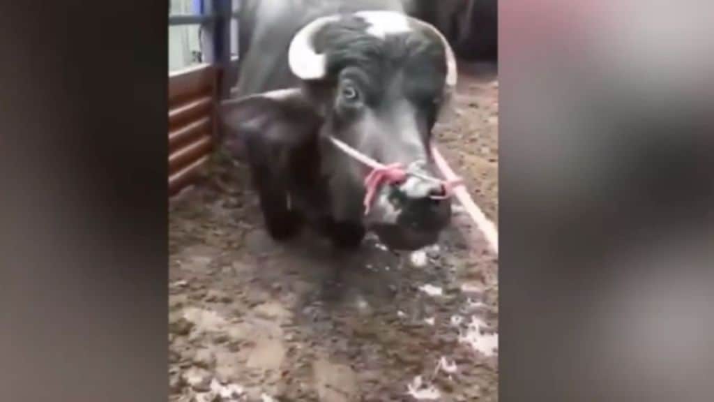 una mucca in ginocchio fuori dal macello