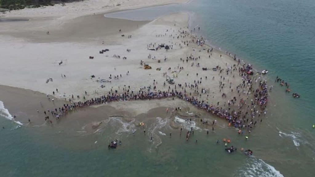 10 balene pilota si sono spiaggiate in Nuova Zelanda, ma il passaparola ha portato 1000 persone a organizzarsi per salvarle