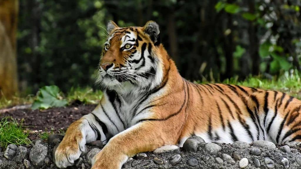 Tigre seduta su una roccia