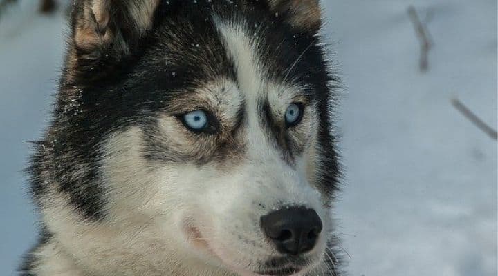 Un husky in mezzo alla neve