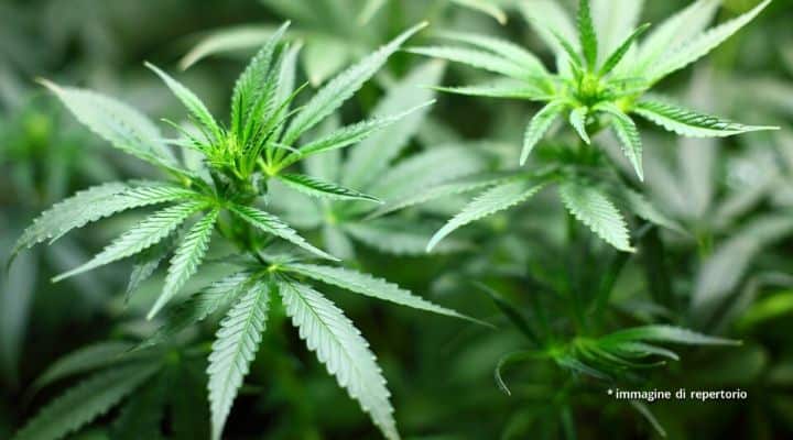 Piante di marijuana