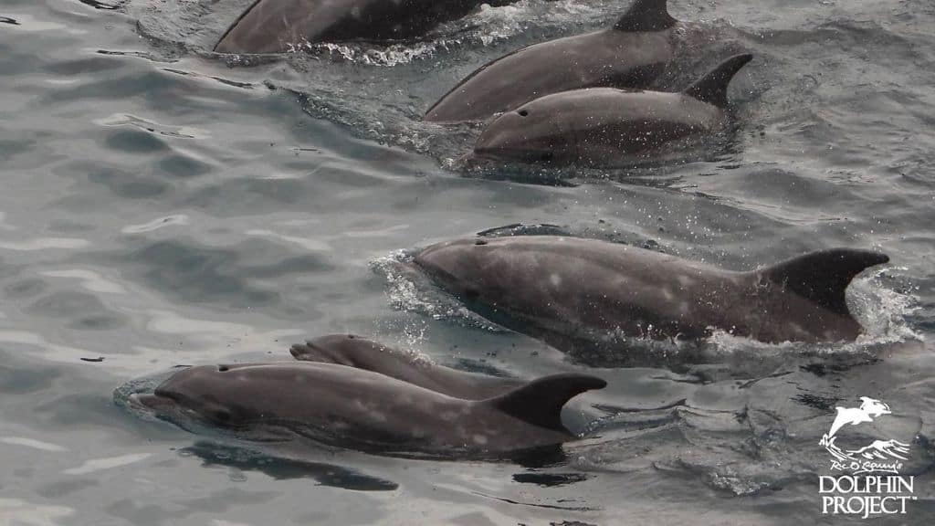 delfini taiji