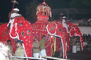 elefante alla parata sri lankese