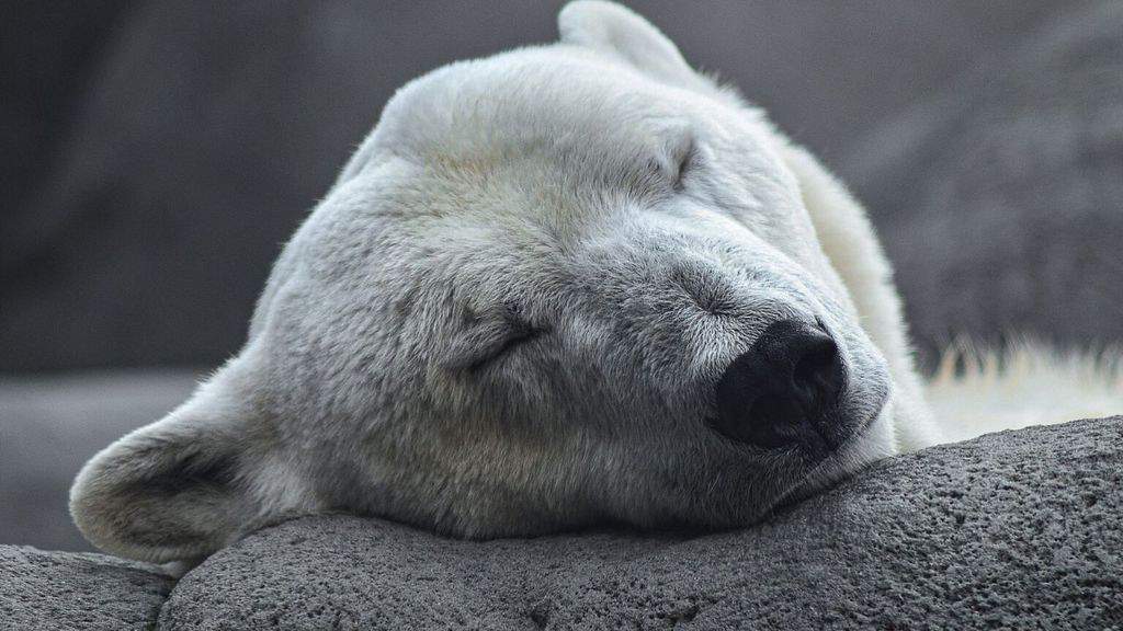 un orso polare che dorme
