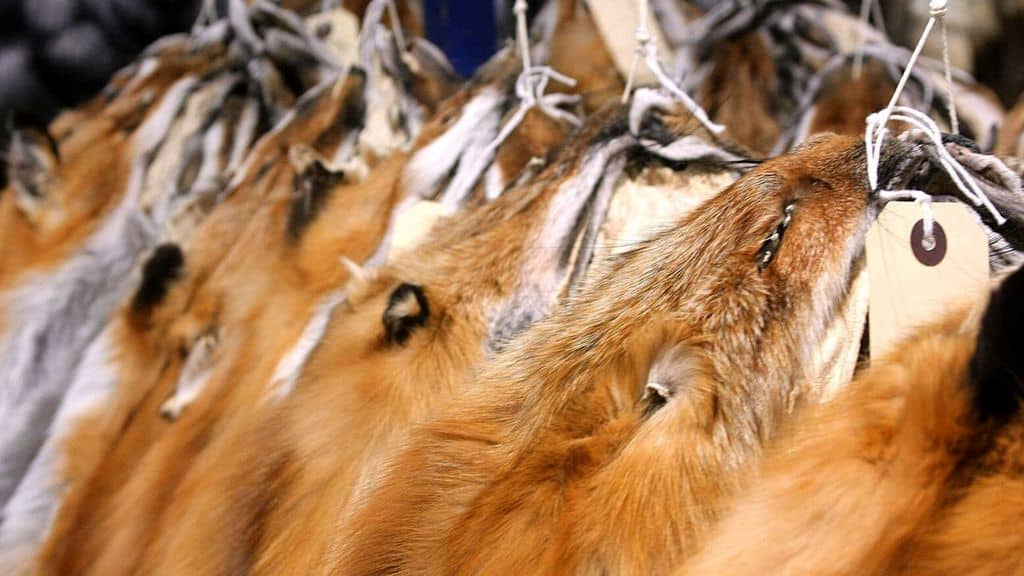 Una battaglia vinta: la PETA conclude la campagna contro le pellicce animali