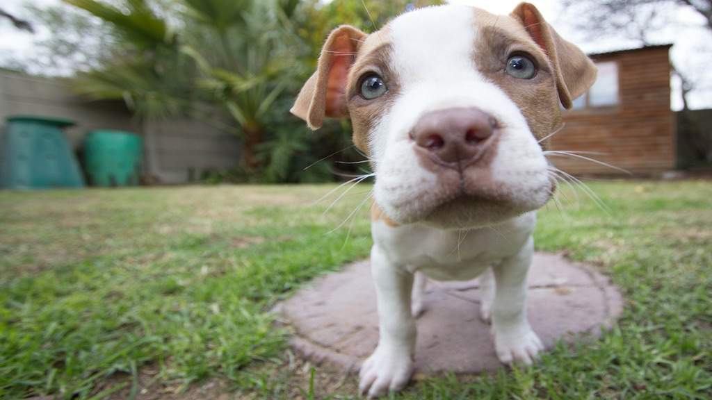 cucciolo di pittbull
