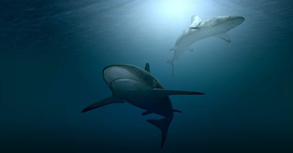 Emergenza nel Mar Mediterraneo: lo squalo bianco è a rischio estinzione